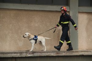 guard dog training in Sydney